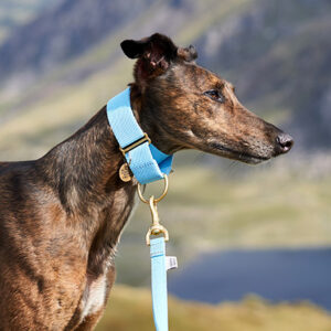 Martingale Collar